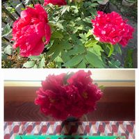 ボタン,松ぼっくり,ハンドメイド,生花,元気もらえるの画像