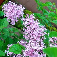 姫ライラック,スモークツリー蕾,鉢植え,地植え,花のある暮らしの画像