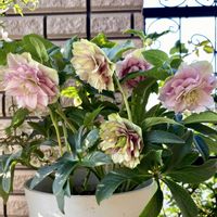 クリスマスローズ ダブル,鉢植え,かわいい♡,玄関ポーチ,もうすぐお別れの画像