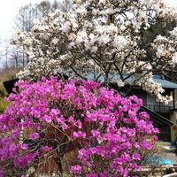 ハナモモ,モクレン,モクレン,モクレン,ミツバツツジの画像