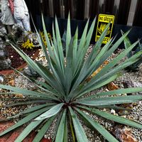 ユッカ,シルバーアニバーサリー,ドライガーデン,ユッカシルバーアニバーサリーの画像