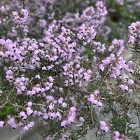 エリカ,お出かけの画像