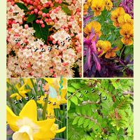 ベロニカ・マダムマルシア,サンショウ,ビバーナム ティヌス,コニファーレッドスター,フィリカ プベッセンス ワフトフェザーの画像