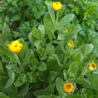 イタリアンパセリ,キンセンカ,畑の画像