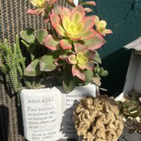 夕映え,兜丸,花芽,繋がりに感謝✨,かわちいの画像