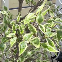 コムラサキ,ピンクアナベル,ヤマボウシ ウルフアイ,アナベル ピコティシャルマン,名前がわからない子の画像