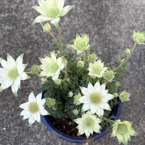 フランネルフラワー,フランネルフラワー,花が好き,無農薬❤家庭菜園,野菜が好きの画像