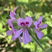 クンシラン,センテッドゼラニウムの画像