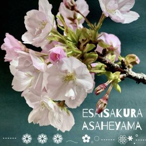 一才桜 旭山,盆栽,小品盆栽,お庭の植物,iPhone撮影の画像