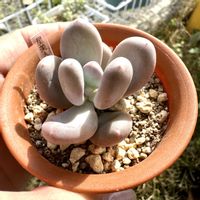 多肉,星美人,多肉植物,パキフィツム,庭の画像