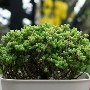 多肉植物,多肉大好き,ドロサンテマム ,植物育成ライト,簡易温室の画像