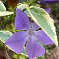 ニチニチソウ,紫の花,いつもありがとう♡,ありがとう,春の訪れの画像