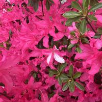 ツツジ,宿根草,多肉植物,ハーブ,我が家の庭の画像