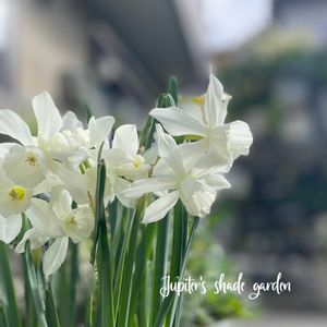 スイセン　タリア,水仙タリア,タリア,ナチュラルガーデン,ジャンクガーデンの画像