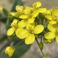 ムスカリ,ビオラ,小松菜,山野草,花のある暮らしの画像