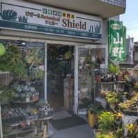 多肉植物,ウラボシ科,ビカクシダ属,食中植物,塊根の画像