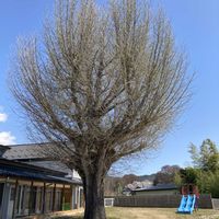 ショウジョウバカマ,ショウジョウバカマ,ショウジョウバカマ,マツ,イチョウの画像