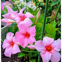 マンデビラ,マンデビラ・ローズジャイアント,ガーデニング,マイガーデン,可愛い〜♡の画像