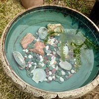 アサギリソウ,セダム,木曜もふもふ,ほしつながり,たいせつななかま♡の画像