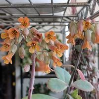 ハートカズラ,ハートカズラ,胡蝶の舞,胡蝶の舞の花,弘前公園外堀りの桜の画像