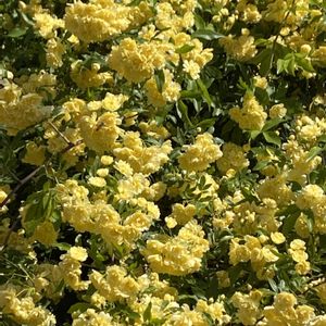 フェンス,トイレ・洗面所の画像