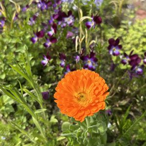 キンセンカ,ナチュラルガーデン,春の庭の画像