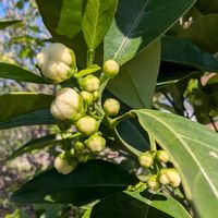 夏みかん,ナツミカン,畑の画像