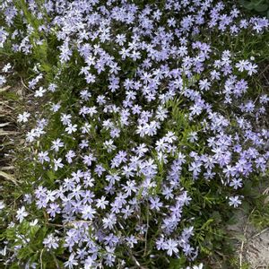芝桜,こぼれ種 スミレ,ナチュラルガーデン,春の庭の画像
