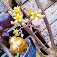 ラムズイヤー,ラムズイヤー,黄金花月,黄金花月,秋麗のお花の画像