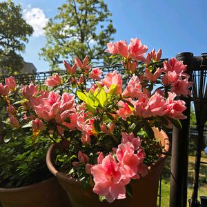 フェンスの画像