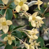 グミ,ムベの花,グミの木,木曜日は木に咲く花,薄クリーム色の花の画像