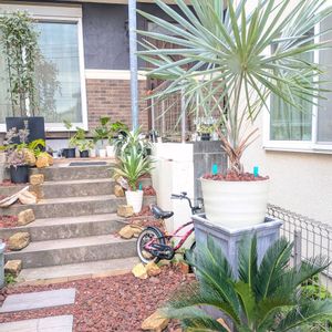 サボテン,ソテツ,アガベ,ヒューケラ,ユーフォルビアの画像