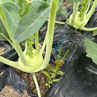 コールラビ,海南島レタス,グリーンリッチ,春野菜,生育中の画像