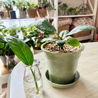 フィカス ベンガレンシス,観葉植物,観葉植物のある暮らし,リビング・ダイニングの画像