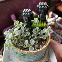 ブロウメアナ,小米星,斑入りマルバマンネングサ,モナリザ,ギャラクシースターの画像