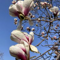 ソコベニハクモクレン,植栽,モクレン科モクレン属,東京都農林総合研究センター,お出かけ先の画像