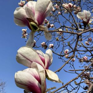 ソコベニハクモクレン,植栽,モクレン科モクレン属,東京都農林総合研究センター,お出かけ先の画像