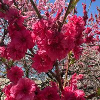 ハナモモの画像