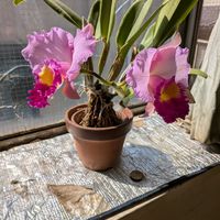 カトレア,熱帯植物,蘭の画像