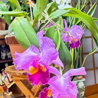 カトレア,植物観察,おうち園芸,東北人花の会,リビング・ダイニングの画像