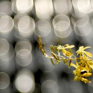 Bulbine mesembryanthoides,メセブリ,カクタス広瀬,玉ボケ倶楽部,窓辺の画像