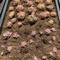 ピュアラブ,多肉植物,葉挿し,エケベリア属,放置苗の画像