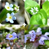 雑草,花言葉,山野草,花のある暮らし,春の庭の画像
