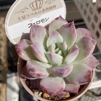 リトープス,レッドベリー,フェロモンの画像