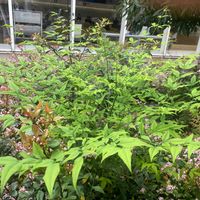 ナンテンの画像