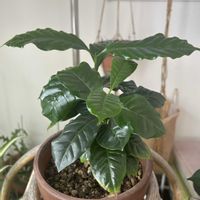 コーヒーの木の画像