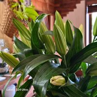 カサブランカ,いつもありがとう♡,花のある暮らし,和室の画像