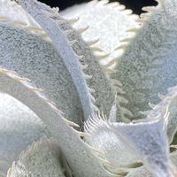 アロエ,ディッキアの画像