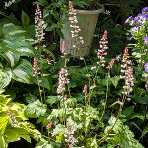 植木鉢,花いろいろ,バラと夢CLUB,おうち園芸,2階のバルコニーの画像