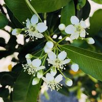 ピラカンサ,庭の画像